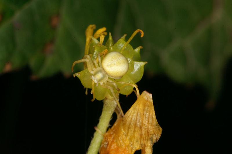 Misumena_vatia_D4934_Z_90_Les Gris_Frankrijk.jpg